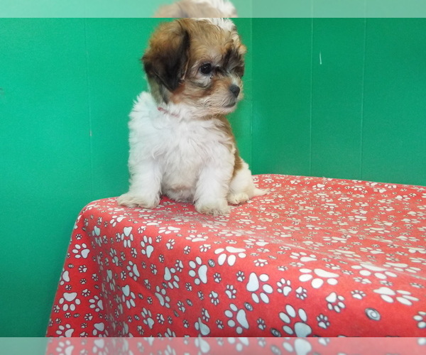 Medium Photo #5 Zuchon Puppy For Sale in PATERSON, NJ, USA