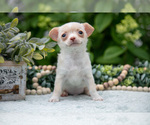 Puppy Caramel Chihuahua