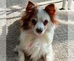 Small Pomeranian Mix