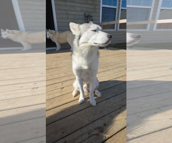 Medium Photo #9 Siberian Husky-Unknown Mix Puppy For Sale in Columbus, IN, USA