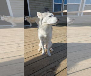 Memphis - Male Siberian Husky-Unknown Mix Dog for Adoption - Photo #4