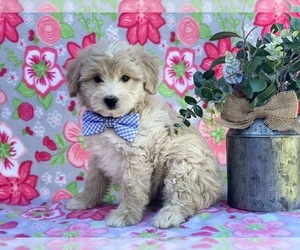 American Eskimo Dog (Toy)-Poodle (Miniature) Mix Puppy for sale in LANCASTER, PA, USA