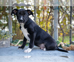 Small #1 Border Collie-Boxer Mix