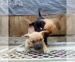 Small #11 Bulldog Mix