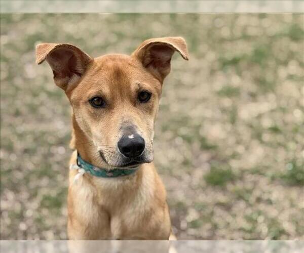 Medium Photo #1 German Shepherd Dog-Unknown Mix Puppy For Sale in Tulsa, OK, USA