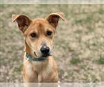 Small German Shepherd Dog Mix