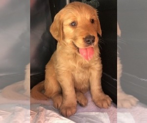 Golden Retriever Puppy for sale in SANTA ANA, CA, USA