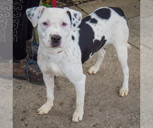 Tottie - Female American Staffordshire Terrier-Boxer Mix Dog for Adoption - Photo #3