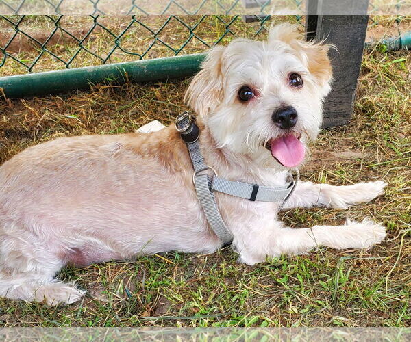 Medium Photo #2 Mutt Puppy For Sale in Allentown,, PA, USA