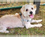 Small #1 Mutt