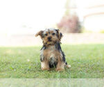 Small Photo #5 Morkie Puppy For Sale in WARSAW, IN, USA