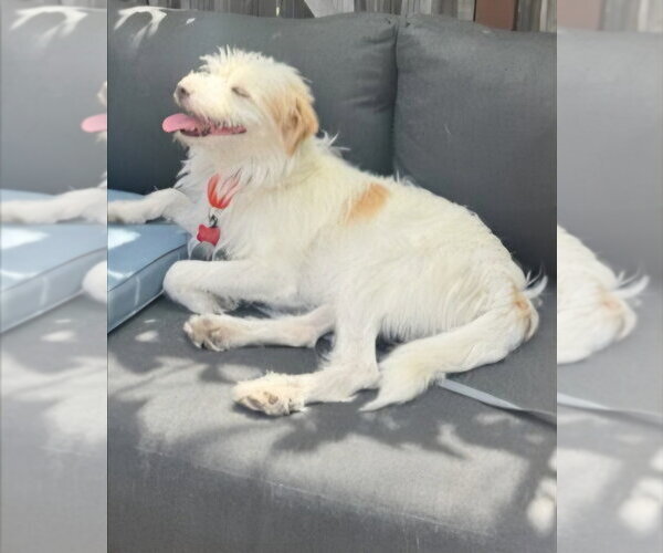 Medium Photo #10 Mutt Puppy For Sale in Lake Forest, CA, USA