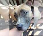 Small #9 American Pit Bull Terrier Mix