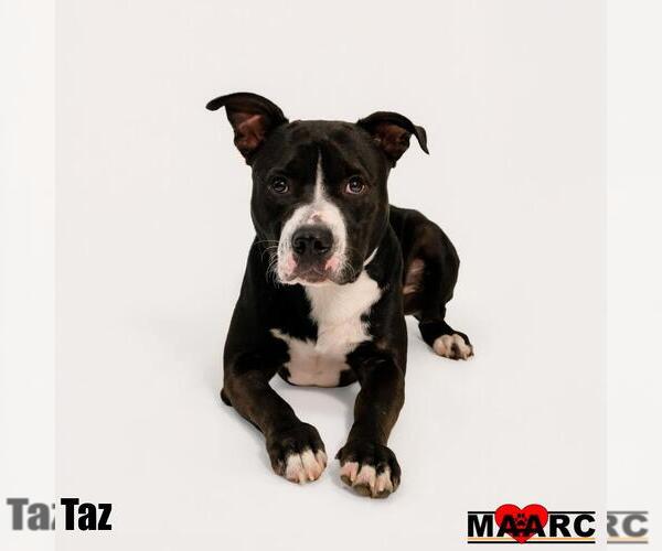 Medium Photo #2 Mutt Puppy For Sale in Maryville, TN, USA
