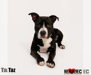 Taz - Male Mutt Dog for Adoption - Photo #2