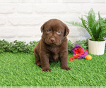 Small #3 Labrador Retriever