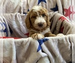 Small #4 Australian Labradoodle-Bernedoodle Mix
