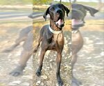 Small Photo #1 Great Dane Puppy For Sale in PIPE CREEK, TX, USA