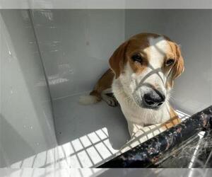 Labrador Retriever Dogs for adoption in Houston, TX, USA