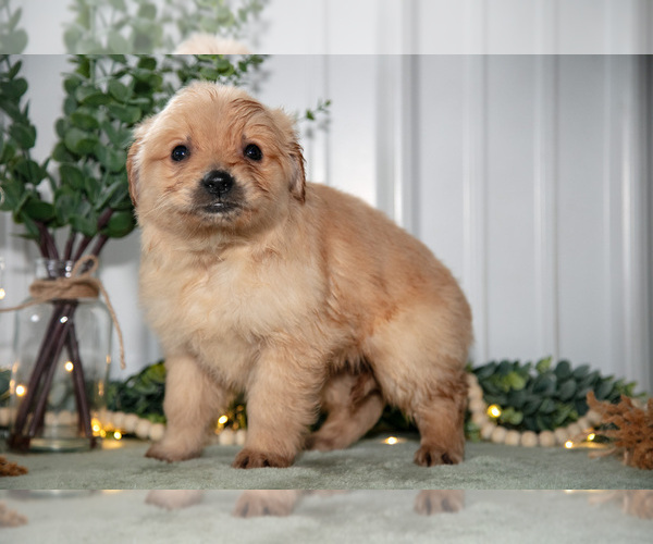 Medium Photo #15 Golden Retriever Puppy For Sale in HOLMESVILLE, OH, USA