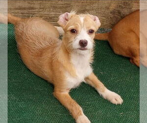 Dachshund-Unknown Mix Dogs for adoption in Aurora, IN, USA