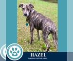 Small #3 Catahoula Leopard Dog-Great Dane Mix