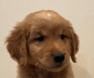 Golden Retriever Puppy for sale in COLUMBUS, IN, USA