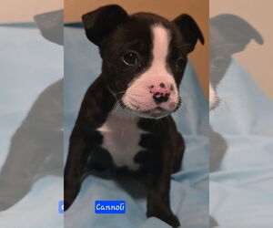 Boston Terrier-Unknown Mix Dogs for adoption in Alexander, AR, USA