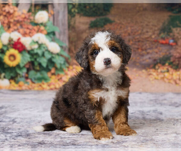 Medium Photo #3 Bernedoodle (Miniature) Puppy For Sale in DUNDEE, OH, USA