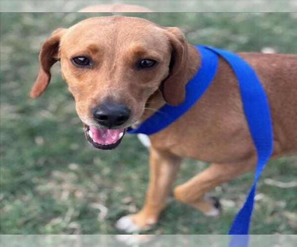 Medium Photo #1 Beagle-Unknown Mix Puppy For Sale in Texas City, TX, USA