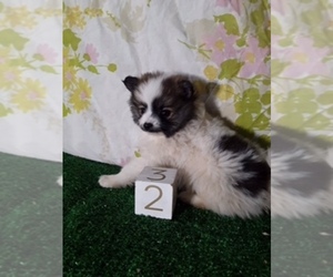 Pomeranian Puppy for sale in SCOTTVILLE, MI, USA