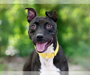 Staffordshire Bull Terrier-Unknown Mix Dogs for adoption in Tavares, FL, USA