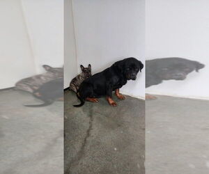 Rottweiler Dogs for adoption in Oak Bluffs, MA, USA