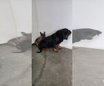 Small Rottweiler