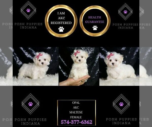 Medium Photo #6 Maltese Puppy For Sale in WARSAW, IN, USA