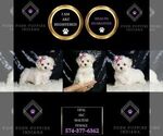 Small #5 Maltese