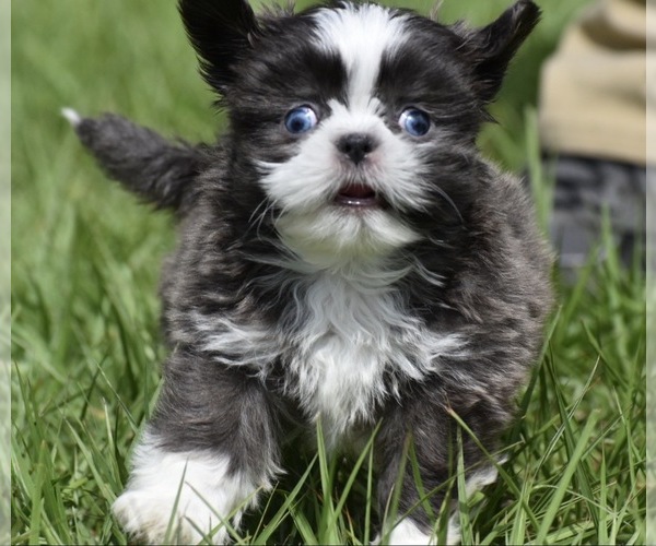 Medium Photo #2 Shih Tzu Puppy For Sale in PALM COAST, FL, USA