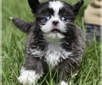 Small #1 Shih Tzu