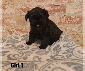 Schnauzer (Miniature) Puppy for sale in LAKEVILLE, OH, USA