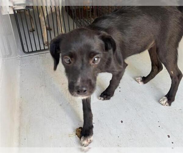 Medium Photo #1 Labrador Retriever Puppy For Sale in Houston, TX, USA