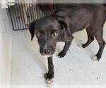 Small Labrador Retriever
