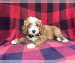 Small #7 Cavapoo