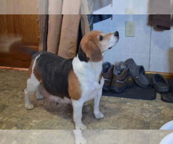 Medium Photo #1 Jug Puppy For Sale in GREENWOOD, WI, USA