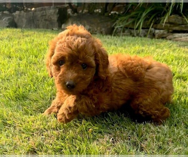Medium Photo #6 Double Doodle Puppy For Sale in LAGRANGE, GA, USA