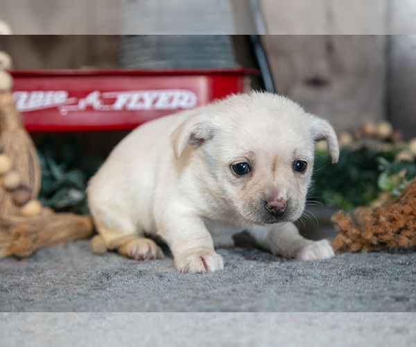 Medium Photo #3 Chihuahua Puppy For Sale in BERNE, IN, USA