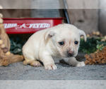 Small #2 Chihuahua