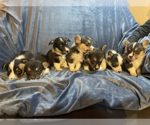 Welsh Cardigan Corgi Puppy for sale in HALSEY, OR, USA