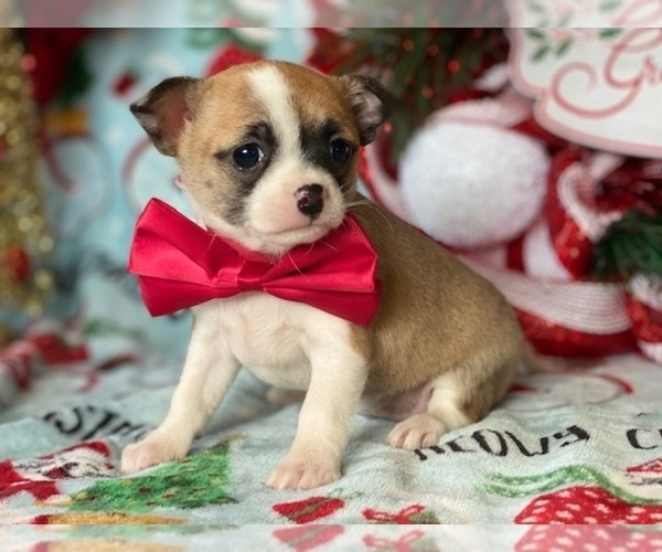 Medium Photo #2 Chihuahua Puppy For Sale in LANCASTER, PA, USA