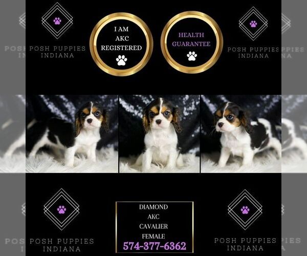 Medium Photo #2 Cavalier King Charles Spaniel Puppy For Sale in WARSAW, IN, USA