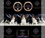 Small #1 Cavalier King Charles Spaniel
